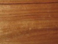 Blackbutt