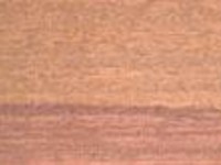 Tallowwood